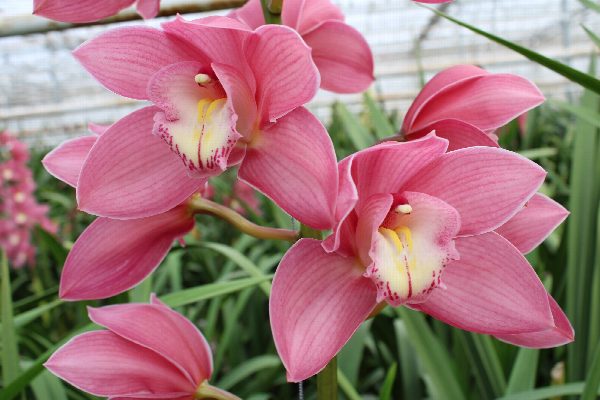 Cymbidium large flowered GERRY, foto 3