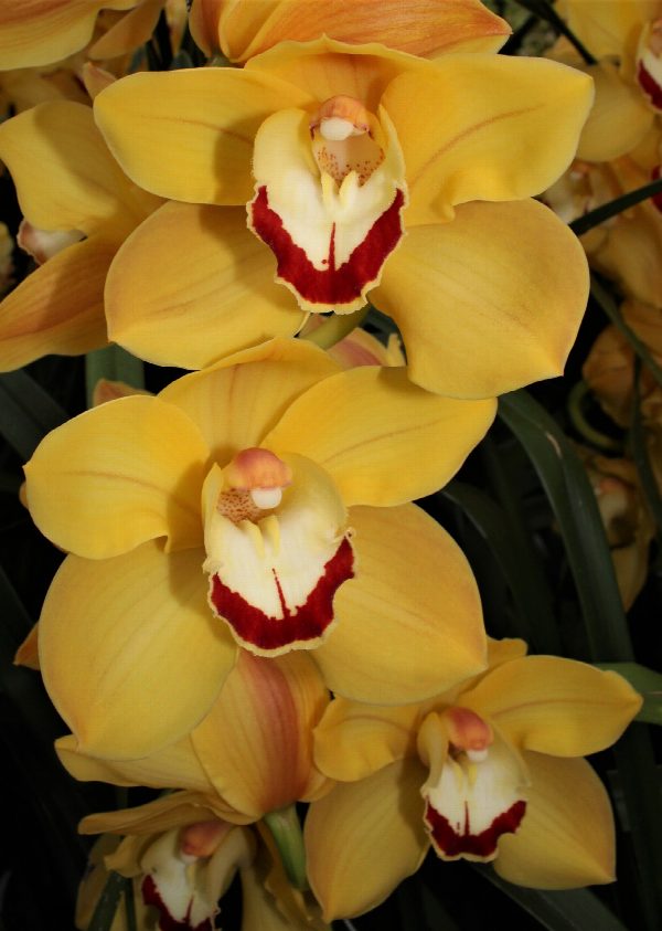 Cymbidium large flowered MISS SAIGON, foto 4