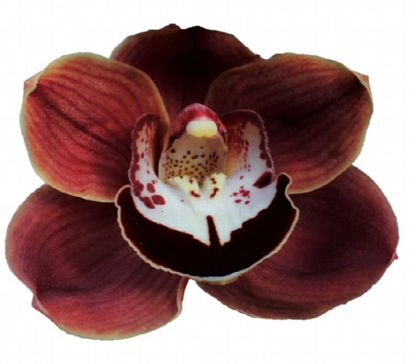 Cymbidium large flowered CHOCOLAT, foto 3