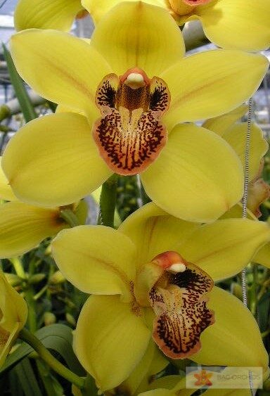 Cymbidium large flowered NEVADA, фото 2