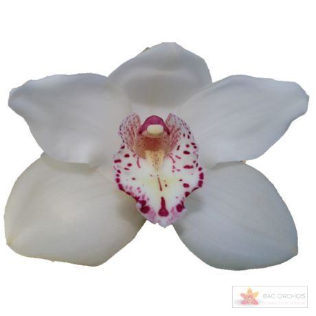 Cymbidium large flowered SNOWBIRD