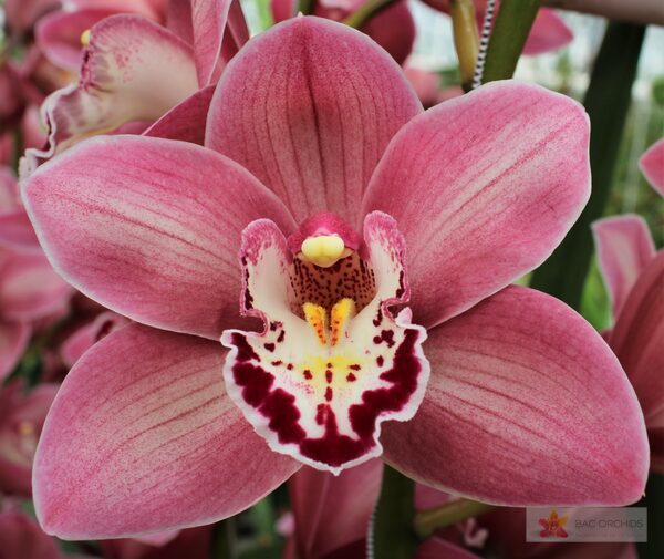 Cymbidium large flowered CANDY, foto 5