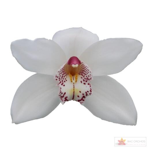 Cymbidium large flowered WHITE CRYSTAL