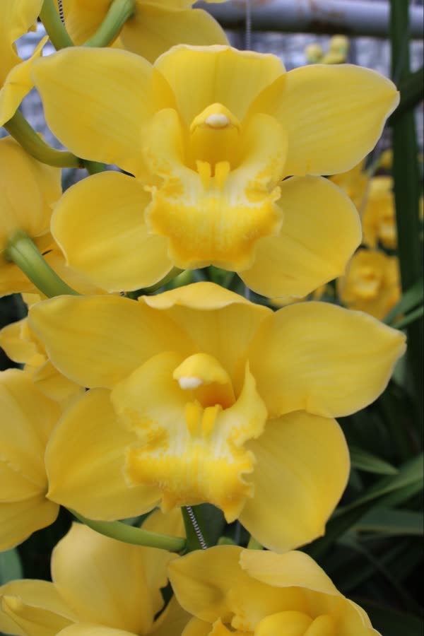 Cymbidium large flowered ALBINO YELLOW, foto 3