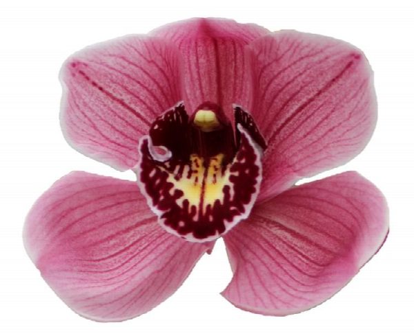 Cymbidium large flowered JANNET, фото 2