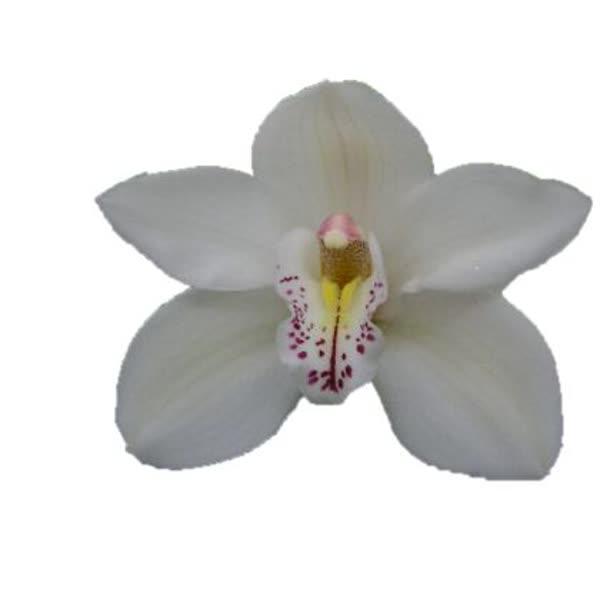 Cymbidium large flowered CASCADE, foto 3