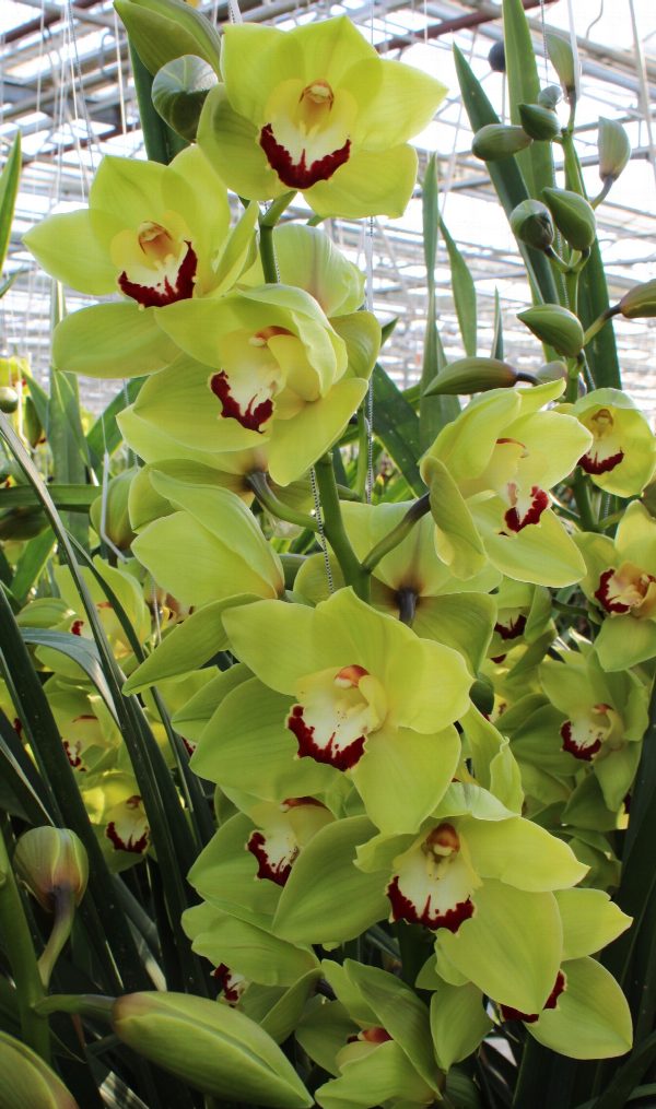 Cymbidium large flowered GREEN CHOICE, foto 5