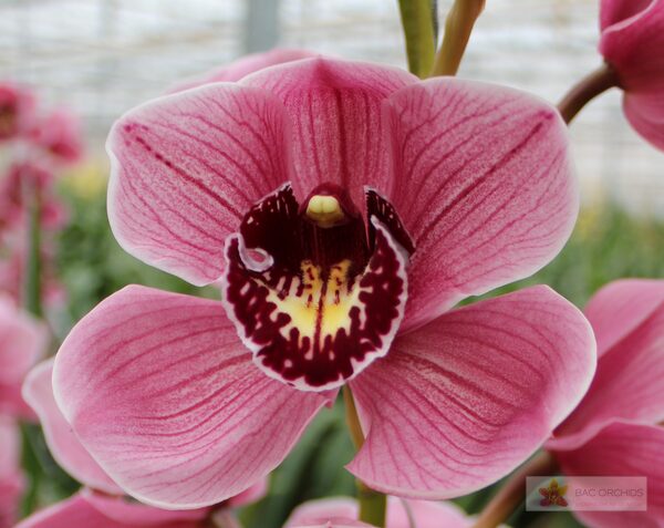 Cymbidium large flowered JANNET, foto 3
