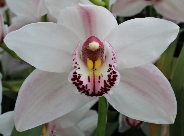 Cymbidium large flowered WESTERN ROSE, фото 3