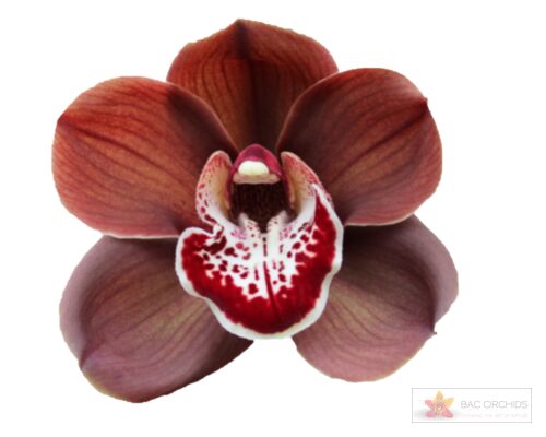 Cymbidium large flowered CYM T Vulcano