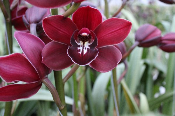 Cymbidium large flowered Cymb T Shirah, foto 4