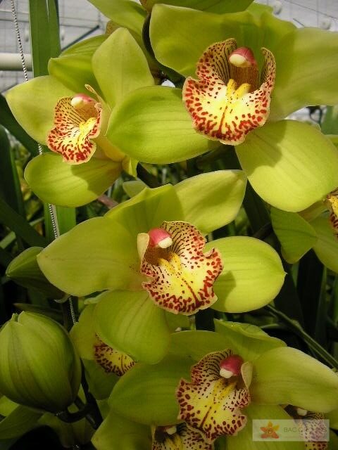 Cymbidium large flowered MELISSA, foto 4
