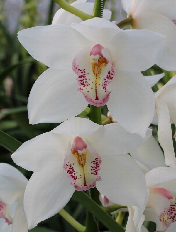 Cymbidium large flowered NATALE BIANCO, foto 5