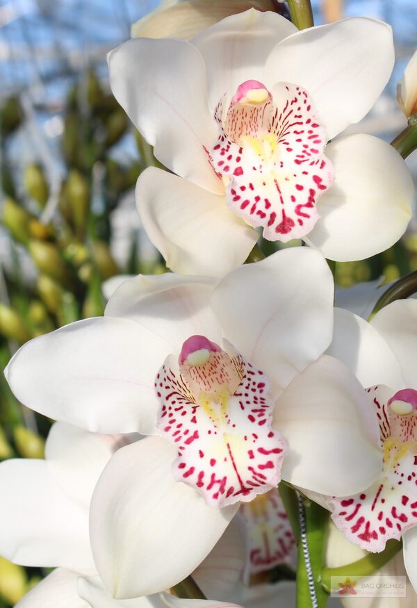 Cymbidium large flowered VENEZIA, foto 3