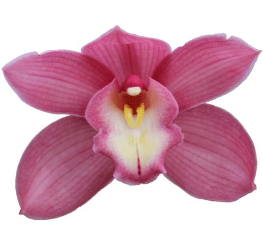 Cymbidium large flowered GERRY, foto 2