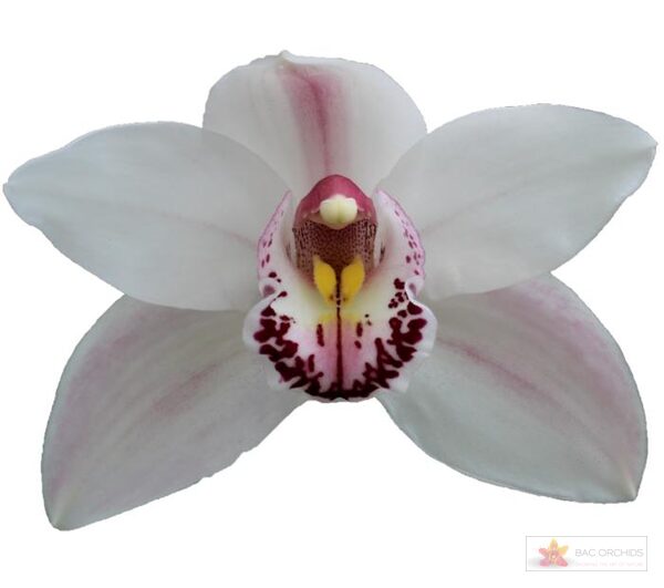 Cymbidium large flowered WESTERN ROSE