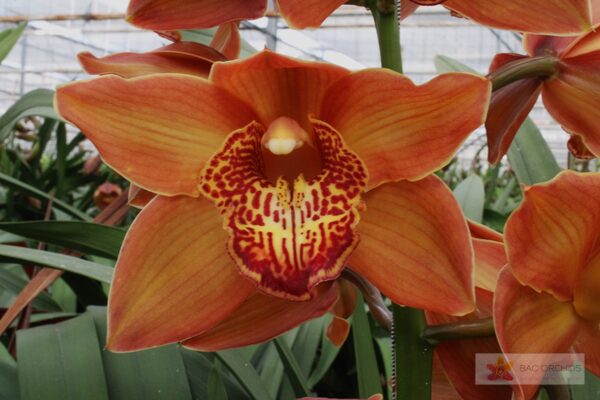 Cymbidium large flowered COGNAC, foto 4