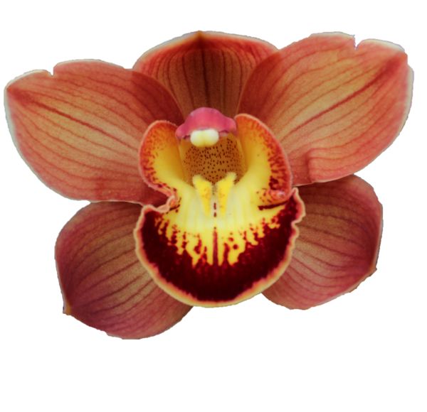 Cymbidium large flowered AUSTRALIAN PRICE, foto 2