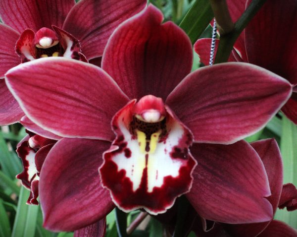 Cymbidium large flowered PRIWINE, фото 4