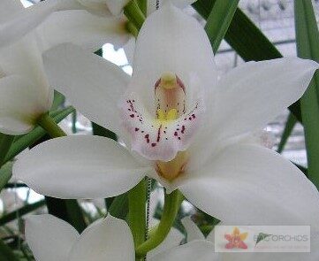 Cymbidium large flowered SILVER, foto 2