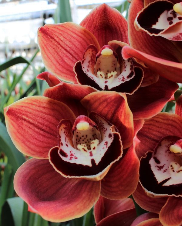 Cymbidium large flowered CHOCOLAT, foto 2