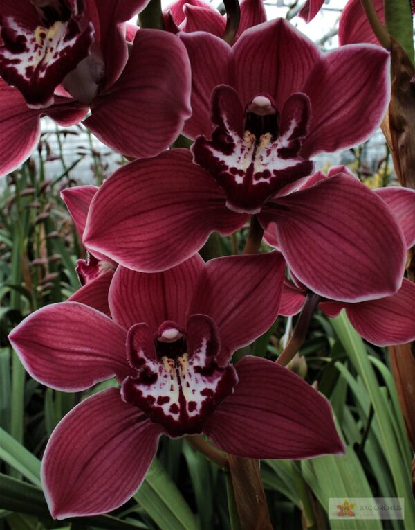 Cymbidium large flowered FERR-ARI, foto 2