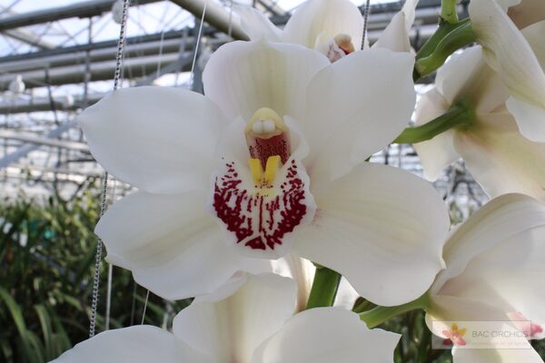 Cymbidium large flowered MELINE, фото 2