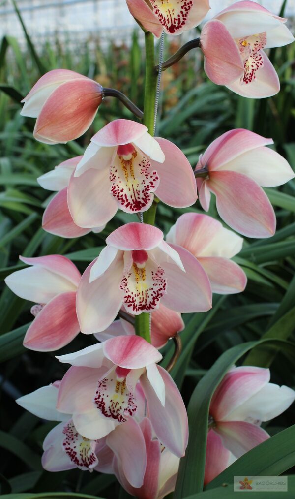 Cymbidium large flowered SUMMER MAGIC PINK, foto 3