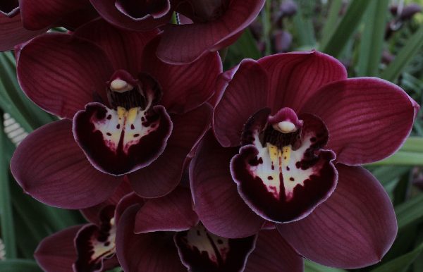 Cymbidium large flowered RILEY, foto 3