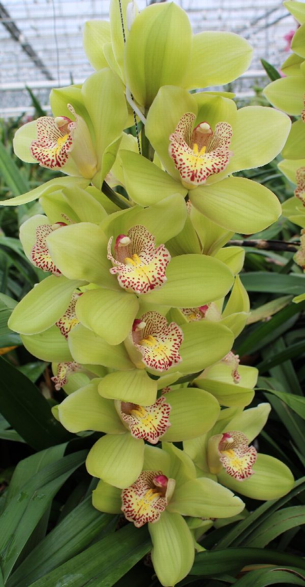 Cymbidium large flowered MELISSA, foto 5