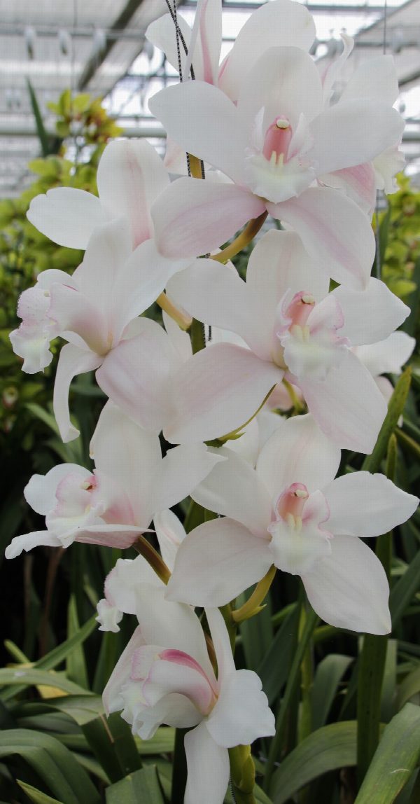 Cymbidium large flowered SNOWCASTLE, foto 2