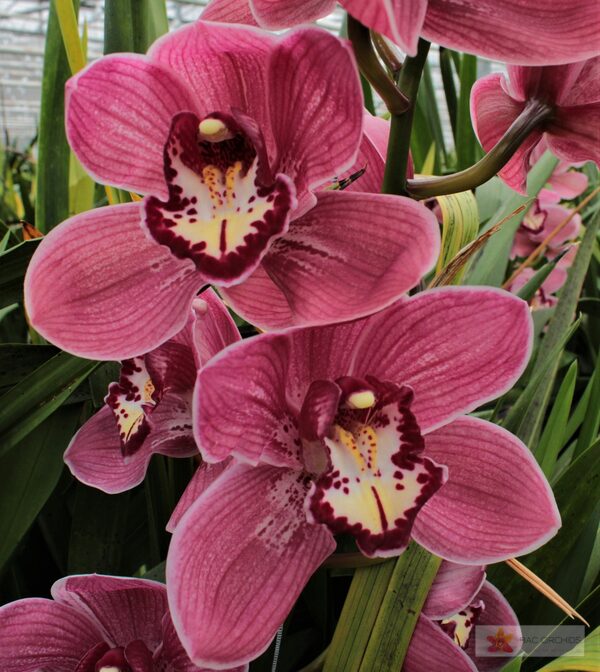 Cymbidium large flowered RED DREAM, foto 4