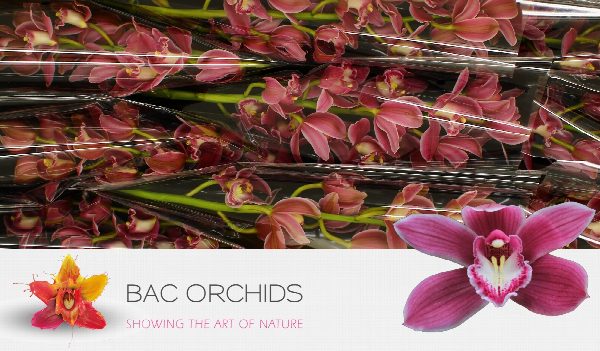 Cymbidium large flowered BRYCE, foto 5