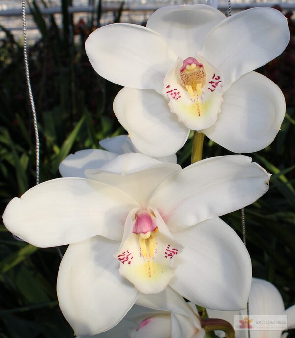 Cymbidium large flowered EARLY WHITE, foto 3