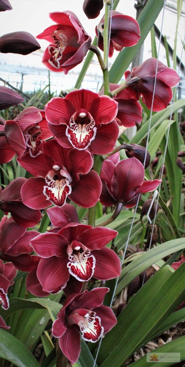 Cymbidium large flowered CHARLOTTE, foto 3