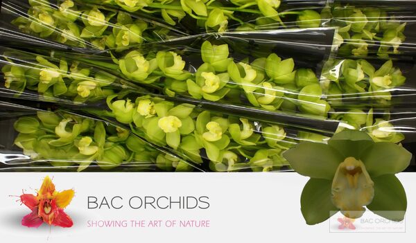 Cymbidium large flowered MINT ICE, foto 2