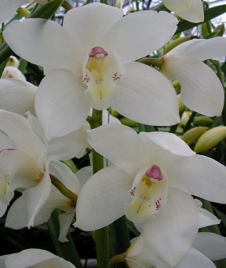 Cymbidium large flowered EARLY WHITE, фото 2