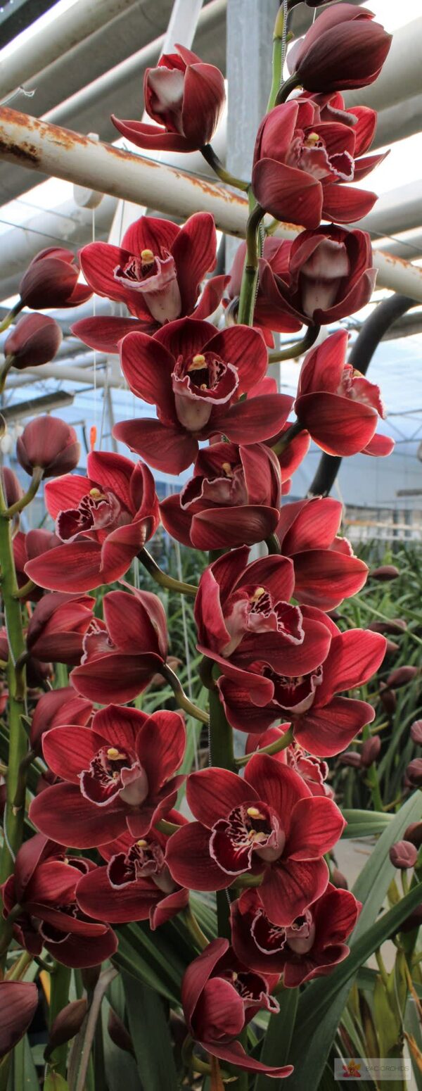 Cymbidium large flowered HADES, foto 2