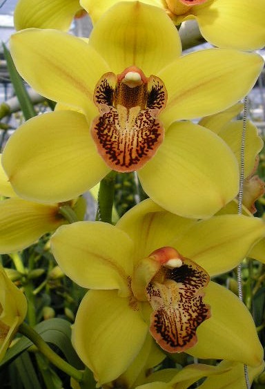 Cymbidium large flowered Cymt T Nevada, foto 5