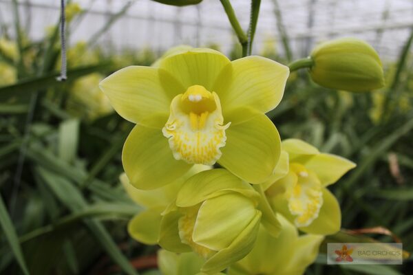 Cymbidium large flowered MINT ICE, foto 3