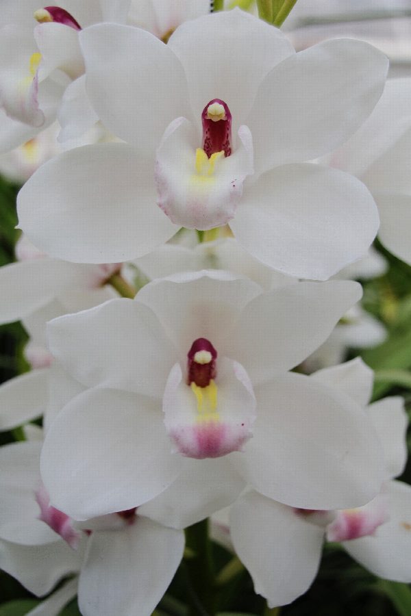 Cymbidium large flowered DOS PUEBLOS, foto 2