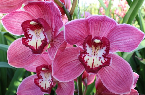 Cymbidium large flowered RED DREAM, foto 2