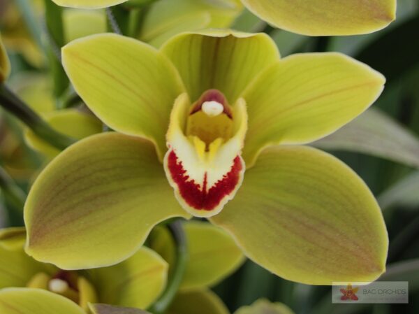 Cymbidium large flowered JUNGLE TRAIL, foto 4