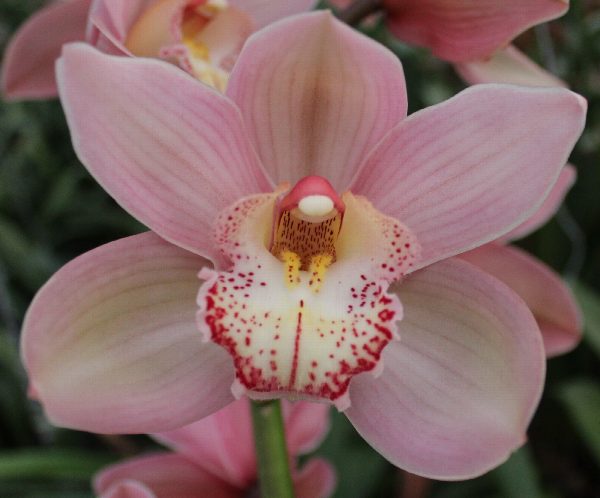 Cymbidium large flowered REYNELLA, фото 2