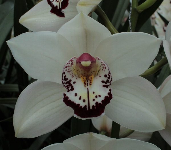 Cymbidium large flowered MRS. ESMEE, foto 3