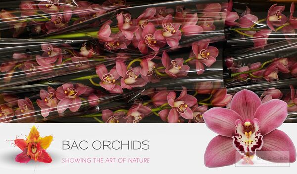 Cymbidium large flowered CANDY, foto 3