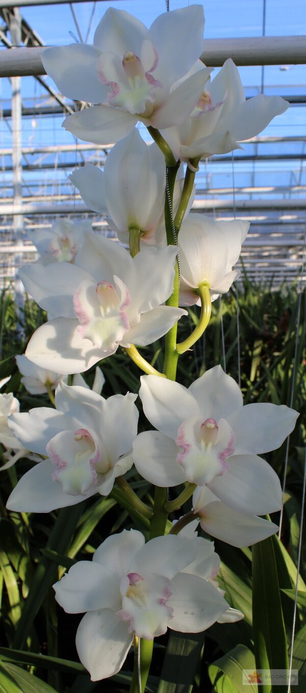 Cymbidium large flowered SNOWCASTLE, foto 5