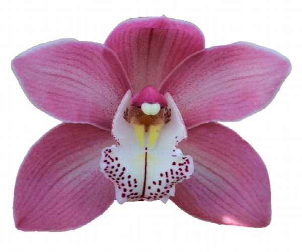 Cymbidium large flowered AIDA, foto 2