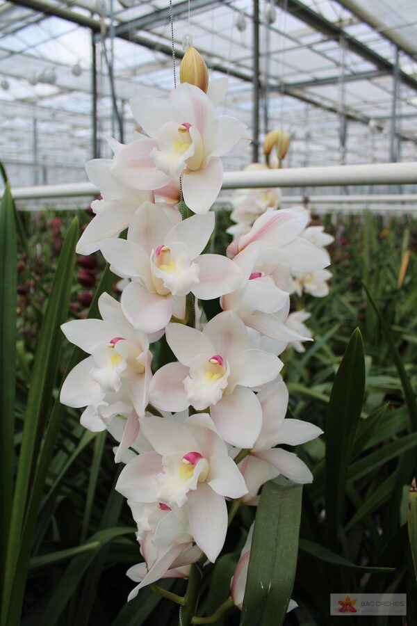 Cymbidium large flowered POMPEI, фото 2