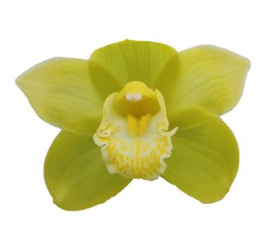 Cymbidium large flowered MINT ICE, foto 4